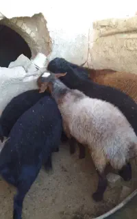 بره نر
