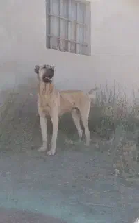 سگ سرابی