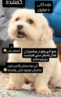 گمشده