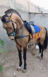 خرید فروش اسب همه نژاد توضیحات مهم