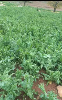 نیرو اعزام به شهرستان باغبانی