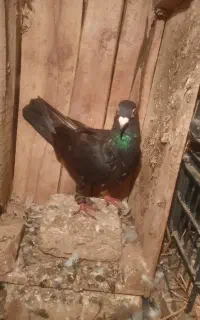 سلام خدمت عشق بازان عزیز کبوتر خوب مسافتی ساعتی
