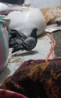 کبوتر سبز ماده