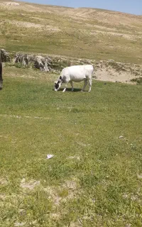 گاوچهاردندان وزن بالای چهارصدپنج روز مونده زایمان