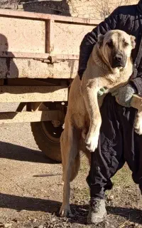 سگ سرابی