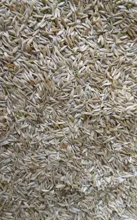 بذر کاهوی ترد و شیرین