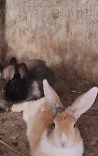 بچه خرگوش