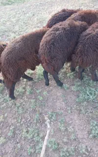 بره ماده