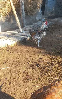 خروس