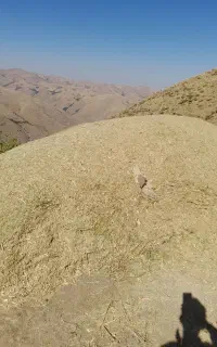 علف