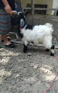 بزغاله اصل پاکستانی