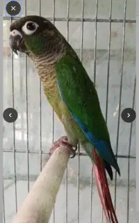 گرینچبک خوشرنگ سرحال