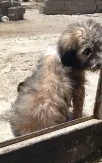سگ پاکوتاه