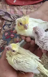 طوطی  عروس هلندی رو جوجه