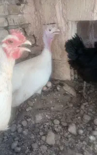 بقلمون کرچ