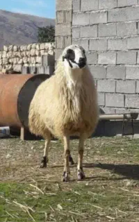 قوچ ورن گوسفند