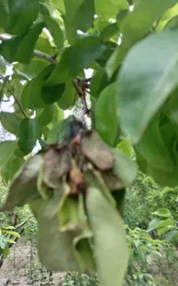 لوله آبیاری قطره ای