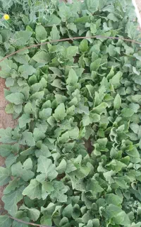 نشا بادمجان ابرکوه
