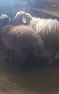 بره گوشتی