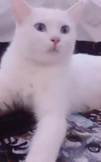 گربه ترکیش ماده
