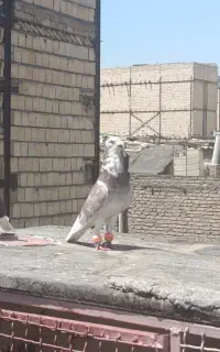 سار اوقون قلدور
