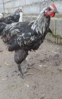 نیمچه برهما