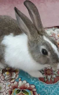 خرگوش