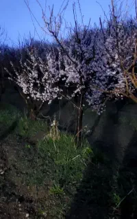 نگهبان.نظافت.گل کاری.آبیاری