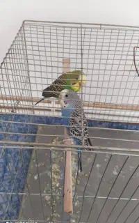 مرغ عشق