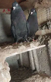 یه جفت زاغ کلایی بترکون قیمت ۱۵۰۰تخیف جزئی