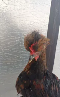 خروس جوان