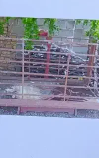 باسکول یک تنی