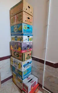 کارتن موز