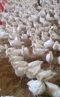 بوقلمون بیوتی ۶