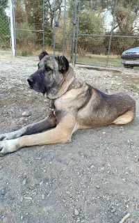 واگذاری سگ سرابی