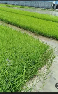 بذر پخش کن حرفه ای
