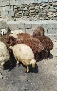 میش بره