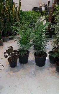 نخل مقاوم شامادورا سطل چهار