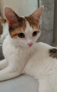 واگذاری گربه چشم رنگی