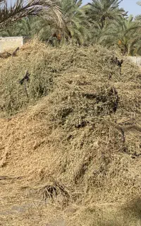 بیده یونجه