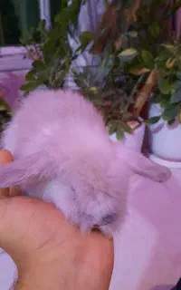 خرگوش مینی لوپ اصل هلندی و آمریکایی