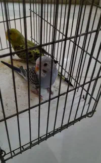 مرغ عشق تازه دونخور شده