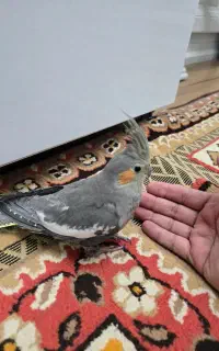 فروش دو عدد عروس هلندی سخن گو
