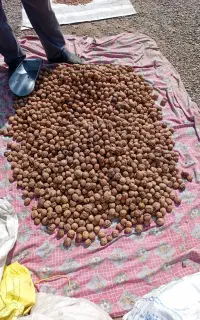 گردو کاغذی