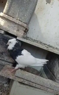 کفتر نر