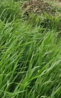 یونجه برای فروش