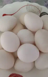 تخم مرغ محلی