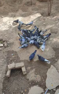 پرنده