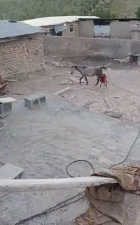 اسب