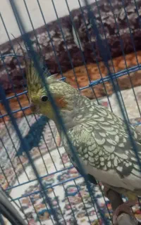 دو عدد عروس هلندی جفت